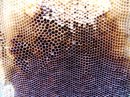 The photo shows: beehive, honey nectar, hive, swarm bees, honeycomb wax, private apiary, wildlife,...