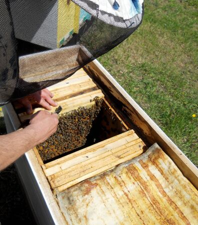 The photo shows beehive honey nectar hive swarm winged bee honeycomb wax private beverage beekeeper...