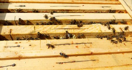 The photo shows beehive honey nectar hive swarm winged bee honeycomb wax private beverage beekeeper...