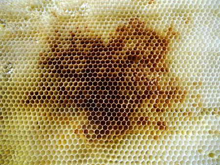 The photo shows beehive honey nectar hive swarm winged bee honeycomb wax private beverage beekeeper beeswax.Beehive honey for beeswaxes honeycombs beekeepers.Honeycomb consists from apiculture beehives.の写真素材