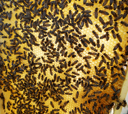 The photo shows beehive honey nectar hive swarm winged bee honeycomb wax private beverage beekeeper...