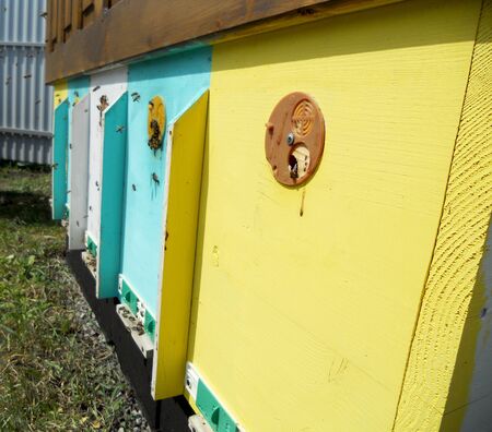 The photo shows beehive honey nectar hive swarm winged bee honeycomb wax private beverage beekeeper...