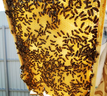 View of the working honey is beekeeping healthy produce, private apiary.