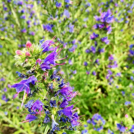 The photo shows blooming red flower, botanica peony with green leaves.の写真素材