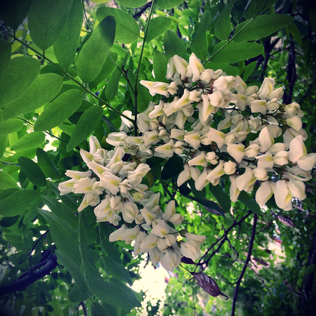 The photo shows blooming red flower, botanica peony with green leavesの写真素材