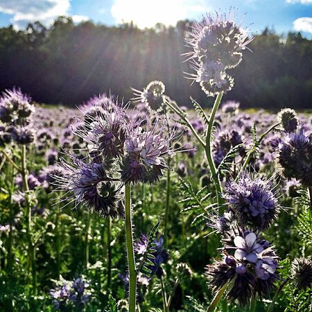 The photo shows blooming red flower, botanica peony with green leavesの写真素材