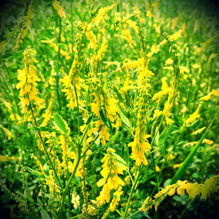 The photo shows blooming red flower, botanica peony with green leaves.の写真素材
