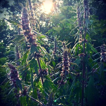 The photo shows blooming red flower, botanica peony with green leaves.の写真素材