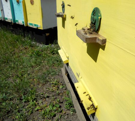 The photo shows honey nectar, hive swarm winged bee, honeycomb, private apiary, beekeeper.