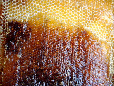 The photo on the theme natural yellow honey.の写真素材