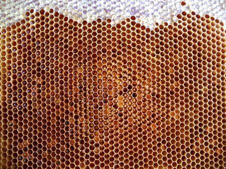 The abstract photo for theme natural honey