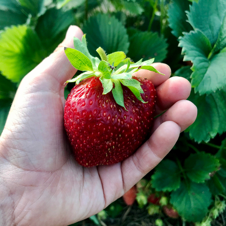 The photo shows whole ripe berry red strawberry, green stem leaf. Strawberry photography consisting of fruits raw sweet food harvested crop isolated on background. Eat tasty fresh berries strawberriesの写真素材