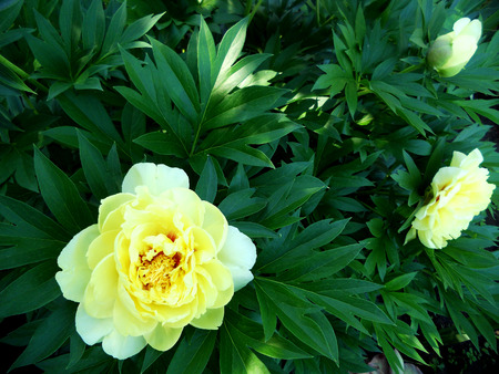 The colorful photo shows blooming flower peony with leaves, unusual aroma bouquet flora. Flower Peony pattern consisting of pistil, stamen on green grass. Botanical floral bunch in peonies flowers.の写真素材