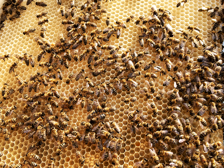 Background hexagon texture, wax honeycomb from a bee hive filled with golden honey. Honeycomb macro...