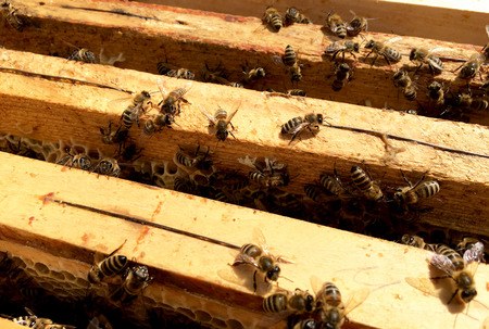 Background hexagon texture, wax honeycomb from a bee hive filled with golden honey. Honeycomb macro...