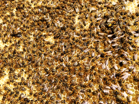 Background hexagon texture, wax honeycomb from a bee hive filled with golden honey. Honeycomb macro photography consisting of beeswax, yellow sweet honeys from beehive. Honey nectar of bees honeycombsの写真素材
