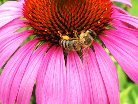 Winged bee slowly flies to the plant, collect nectar for honey on private apiary from flower. Honey clip consisting for beautiful flowers, yellow pollen on bees legs. Sweet nectar honeyed bee honey.の写真素材