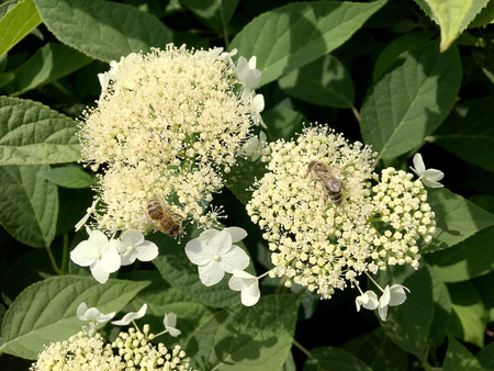 Winged bee slowly flies to the plant, collect nectar for honey on private apiary from flower. Honey...