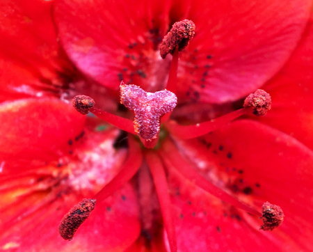 Blooming flower with leaves, living natural nature, aroma bouquet flora. Flower inside consisting of long pistil, rounded stamen, textured colored plant. Botanical floral bunch from flower in dew.の写真素材