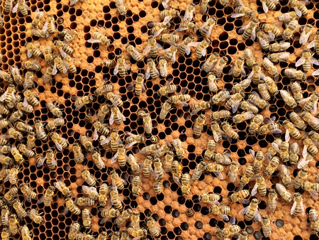 Background hexagon texture, wax honeycomb from a bee hive filled with golden honey. Honeycomb macro photography consisting of beeswax, yellow sweet honey from beehive. Honey nectar of bees honeycombs.の写真素材