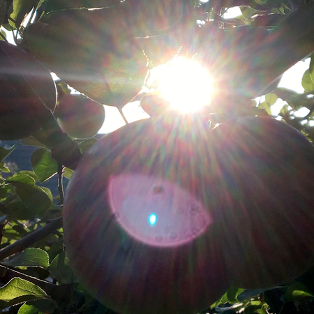Sweet fruit apple growing on tree with leaves green, natural plant product hanging on branch. Apple photo consist of whole ripe raw fruit, tree with branches. Eat tasty juiced apples on health.の写真素材