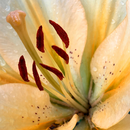 Blooming flower with leaves, living natural nature, aroma bouquet flora. Flower inside consisting of long pistil, rounded stamen, textured colored plant. Botanical floral bunch from flower in dew.の写真素材