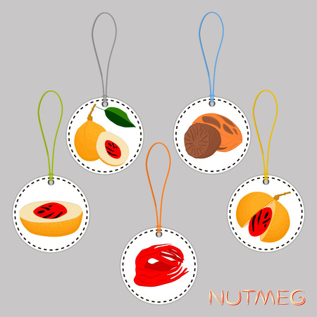 Illustration on theme big set different types spice nutmeg, nuts various size. Nutmeg pattern consisting of collection natural nut spice for organic nutrition. Menu from spice nutmeg is yummy nut.のイラスト素材