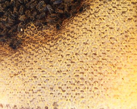 Abstract hexagon structure is honeycomb from bee hive filled with golden honey. Honeycomb summer composition consisting of gooey honey from bee village. Honey rural of bees honeycombs to countryside.の写真素材