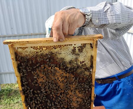 Winged bee slowly flies to beekeeper collect nectar on private apiary from live flowers. Apiary...