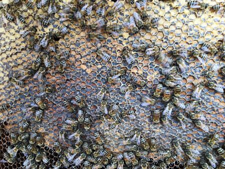 Abstract hexagon structure is honeycomb from bee hive filled with golden honey. Honeycomb summer...