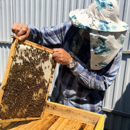 Winged bee slowly flies to beekeeper collect nectar on private apiary from live flowers. Apiary...