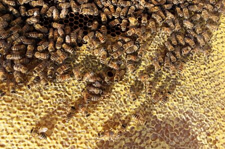 Abstract hexagon structure is honeycomb from bee hive filled with golden honey. Honeycomb summer...