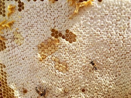 Abstract hexagon structure is honeycomb from bee hive filled with golden honey. Honeycomb summer...