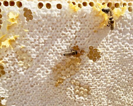 Abstract hexagon structure is honeycomb from bee hive filled with golden honey. Honeycomb summer photography consisting of gooey honey from bee village. Honey rural of bees honeycombs to countryside.の写真素材