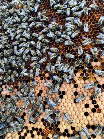 Abstract hexagon structure is honeycomb from bee hive filled with golden honey. Honeycomb summer photography consisting of gooey honey from bee village. Honey rural of bees honeycombs to countryside.の写真素材