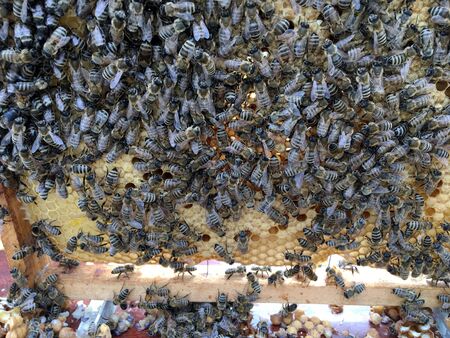Abstract hexagon structure is honeycomb from bee hive filled with golden honey. Honeycomb summer...