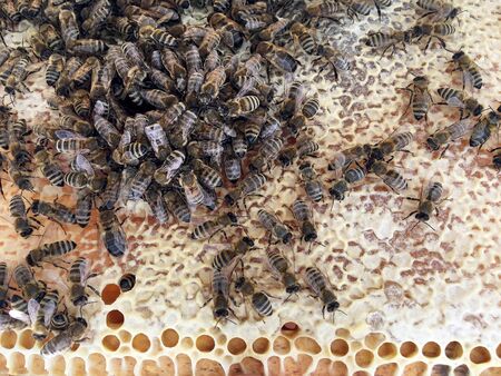 Abstract hexagon structure is honeycomb from bee hive filled with golden honey. Honeycomb summer...