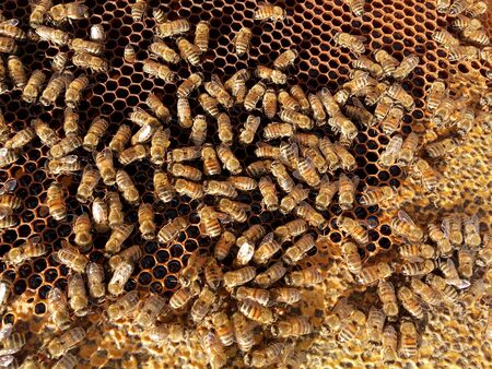 Abstract hexagon structure is honeycomb from bee hive filled with golden honey. Honeycomb summer...