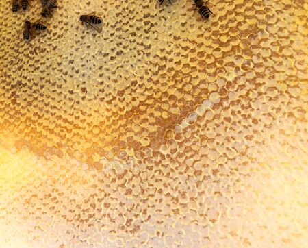 Abstract hexagon structure is honeycomb from bee hive filled with golden honey. Honeycomb summer composition consisting of gooey honey from bee village. Honey rural of bees honeycombs to countryside.の写真素材