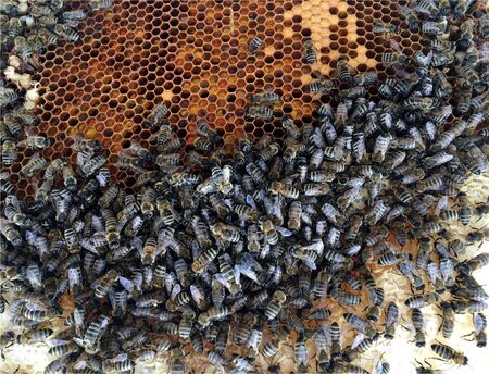 Abstract hexagon structure is honeycomb from bee hive filled with golden honey. Honeycomb summer...