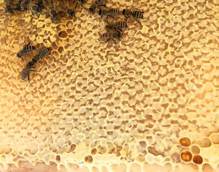 Abstract hexagon structure is honeycomb from bee hive filled with golden honey. Honeycomb summer...