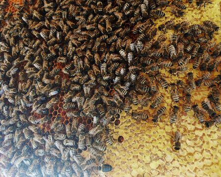 Abstract hexagon structure is honeycomb from bee hive filled with golden honey. Honeycomb summer...