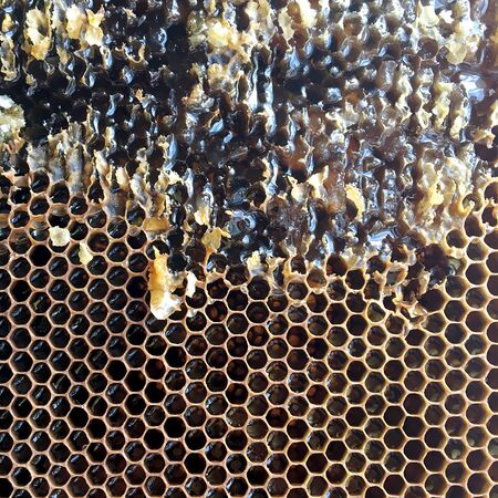 Drop of bee honey drip from hexagonal honeycombs filled with golden nectar. Honeycombs summer...