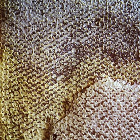 Abstract hexagon structure is honeycomb from bee hive filled with golden honey. Honeycomb summer composition consisting of gooey honey from bee village. Honey rural of bees honeycombs to countryside.の写真素材