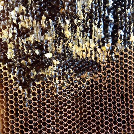Drop of bee honey drip from hexagonal honeycombs filled with golden nectar. Honeycombs summer composition consisting of drop natural honey, drip on wax frame bee. Drop of bee honey drip in honeycombs.の写真素材