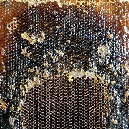 Drop of bee honey drip from hexagonal honeycombs filled with golden nectar. Honeycombs summer...