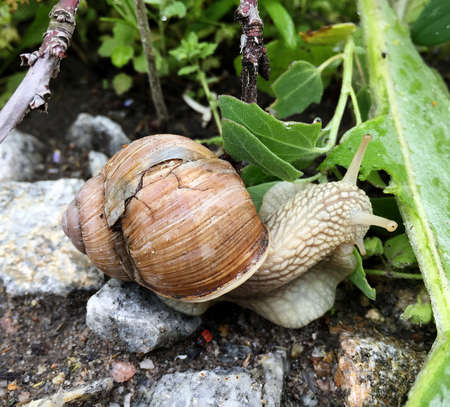Small garden snail in shell crawling on wet road, slug hurry home. Snail slug consists of edible...