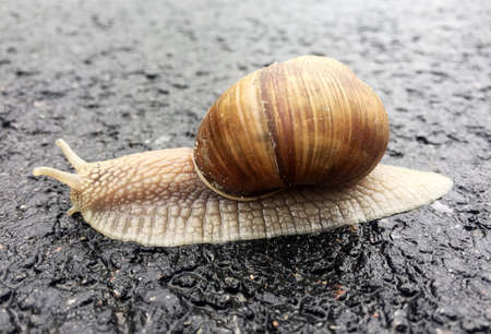 Small garden snail in shell crawling on wet road, slug hurry home. Snail slug consists of edible...