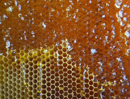 Drop of bee honey drip from hexagonal honeycombs filled with golden nectar. Honeycombs summer composition consisting of drop natural honey, drip on wax frame bee. Drop of bee honey drip in honeycombs.の写真素材