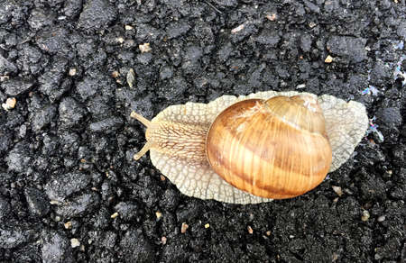 Small garden snail in shell crawling on wet road, slug hurry home. Snail slug consists of edible...